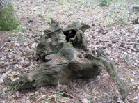 Old stump