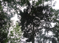 High canopy