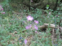 Wild flowers