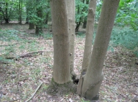 Ancient coppice stool