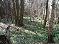 Becket Wood - SOLD