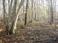Bishop's Wood - SOLD