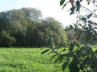 Meadow in summer
