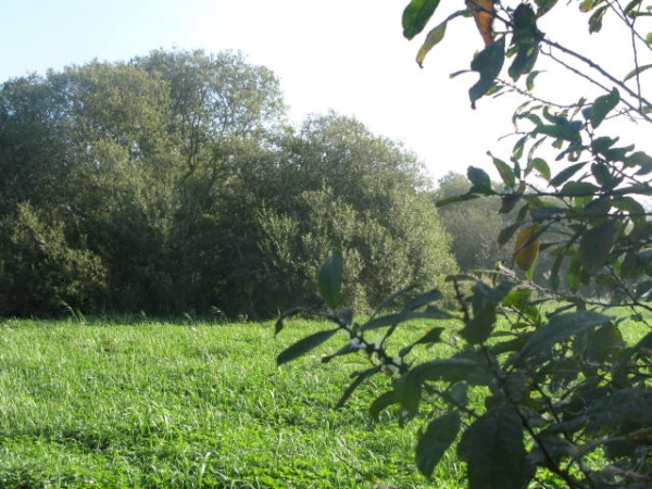 Bittern Meadow - SOLD