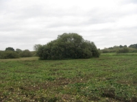 Willow thicket