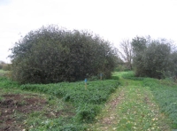 Track to river bank