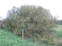 Boundary stake