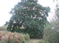Mature oak