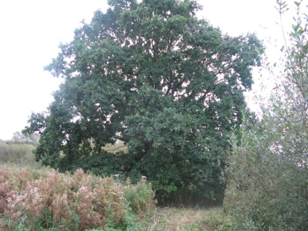 Blackwater Wood - SOLD
