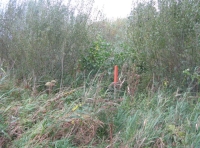 Boundary behind stake.