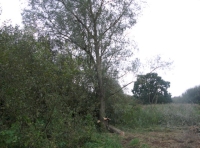 Large willow