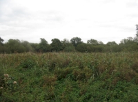 Wild reed bed in second enclosure