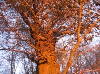 Boudica's Wood - SOLD