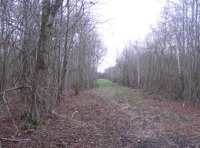 Brick Wood