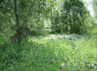 Broughton Wood - SOLD