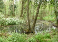 Buckenham Wood - SOLD