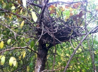 birds nest