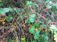 rosehip