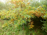 oak