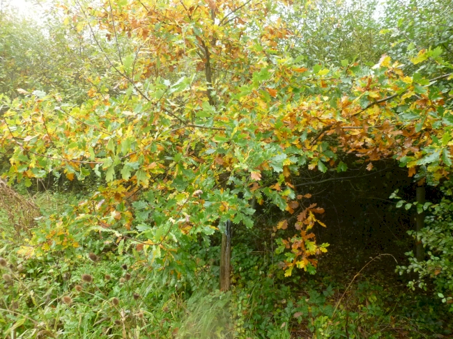 Carrington Wood - SOLD