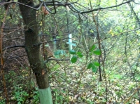 boundary markings on trees