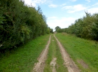woodland ride