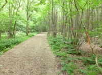 Cox Wood - SOLD