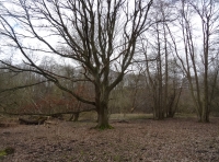 Cringle Wood - SOLD photo 2