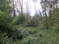 Cringle Wood - SOLD photo 3