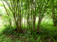 Cromwell Wood - SOLD