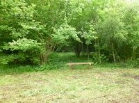 Mature trees