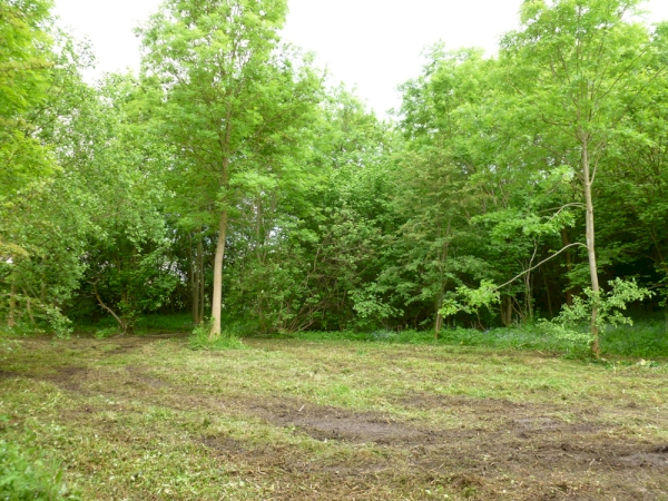 Cromwell Wood