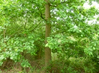 Bind weed berry