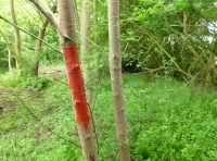 Boundary stake.