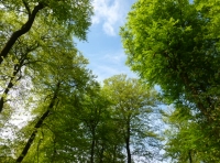 Dashwood Wood
