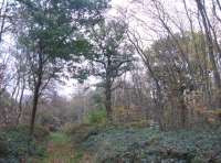 De Staunton Wood - SOLD