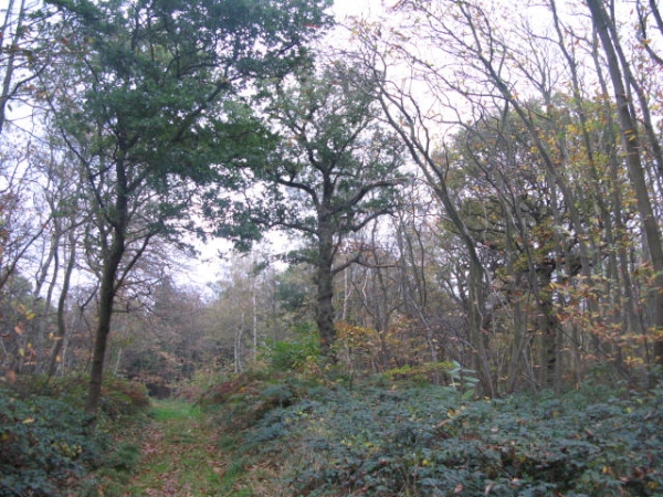 De Staunton Wood - SOLD