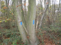 blue boundary markings on trees