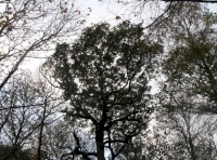 Oak