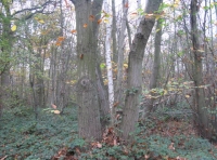 Oak, chestnut and birch