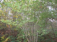 Hazel coppice