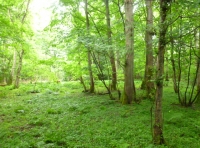 De Warenne Wood - SOLD