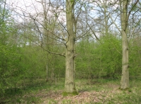 Drakes Wood