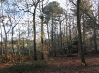 Dunstons Wood - SOLD
