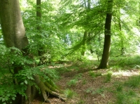 Earls Wood