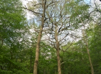 Woodland canopy