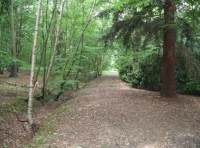 Woodland ride 