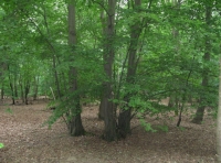 Hornbeam standards