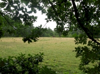 Wood view to field
