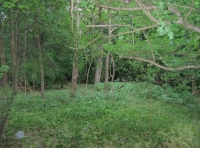 Glade